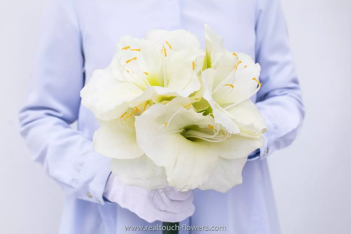 Амариллис Гигант - Белый