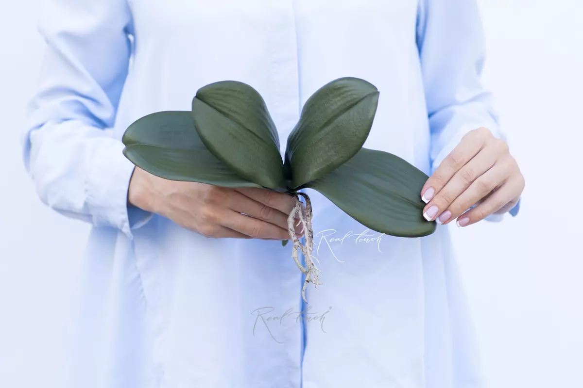 Листья Орхидеи 22см (из 4 листьев) - Зеленый Листья Орхидеи 22см (из 4 листьев) - Зеленый