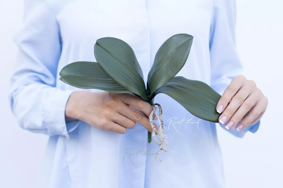 Листья Орхидеи 25см (из 4 листьев) - Зеленый Листья Орхидеи 25см (из 4 листьев) - Зеленый