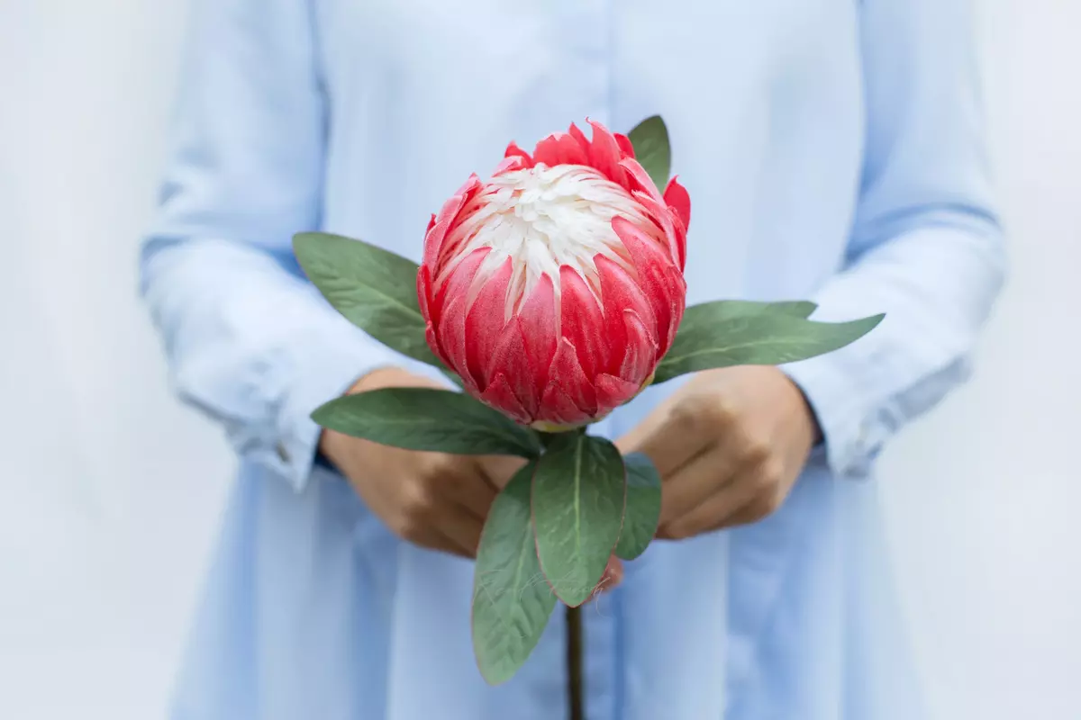 Протея - Розовый