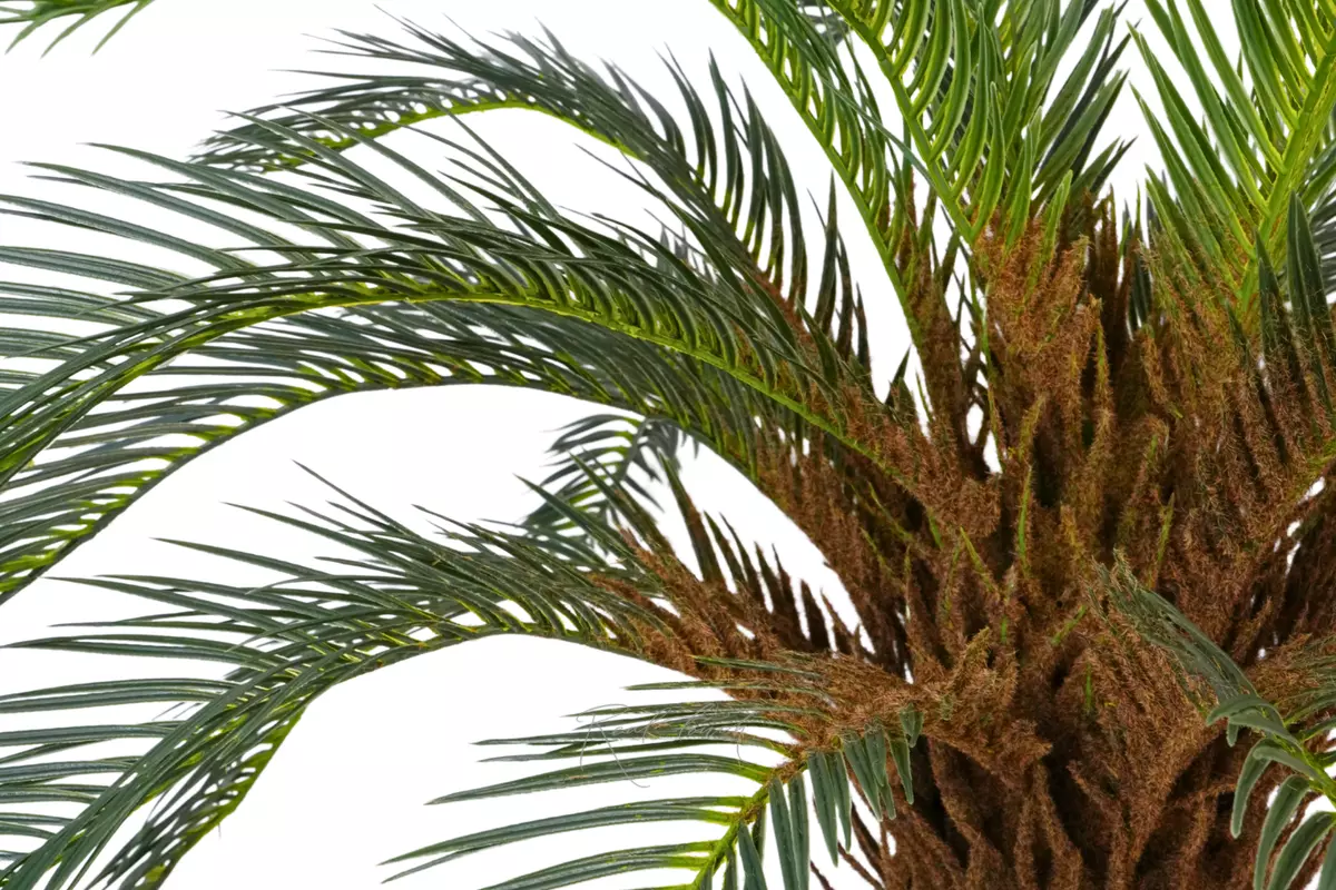 Пальма Цикас 70см - Зеленый Пальма Цикас 70см - Зеленый