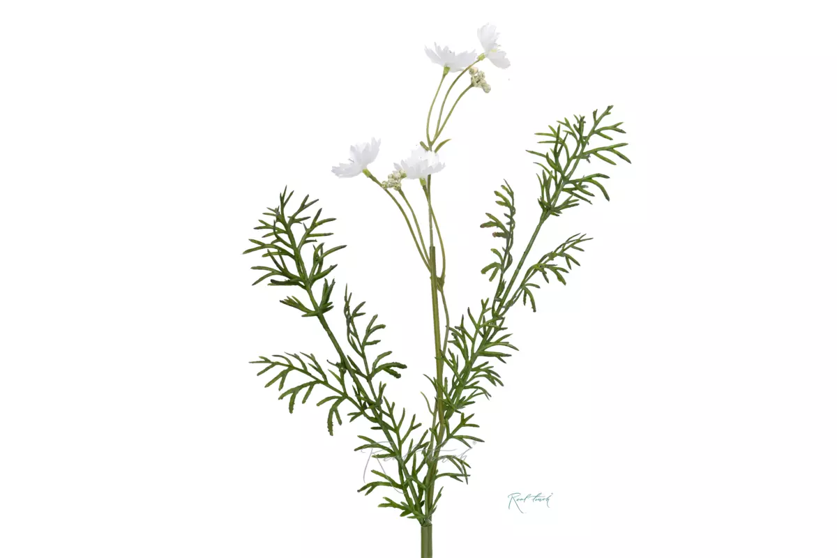 Цикорий - Белый Цикорий - Белый