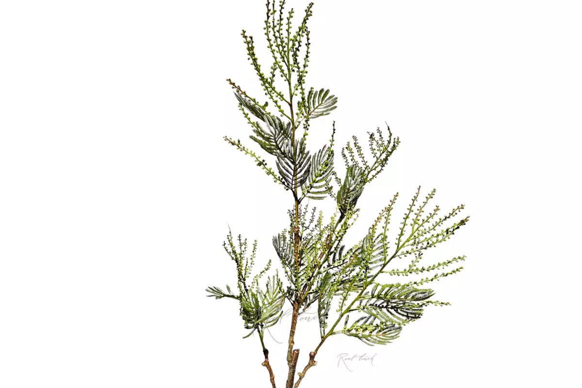 Мимоза 105 см - Зеленый