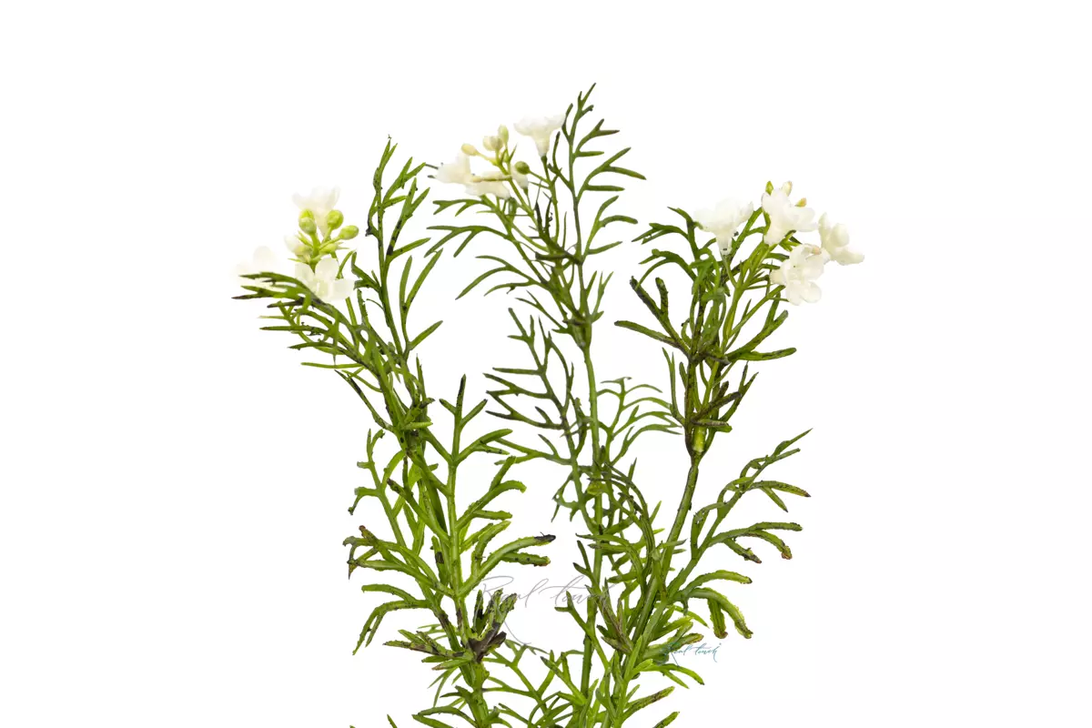 Лапчатка - Белый