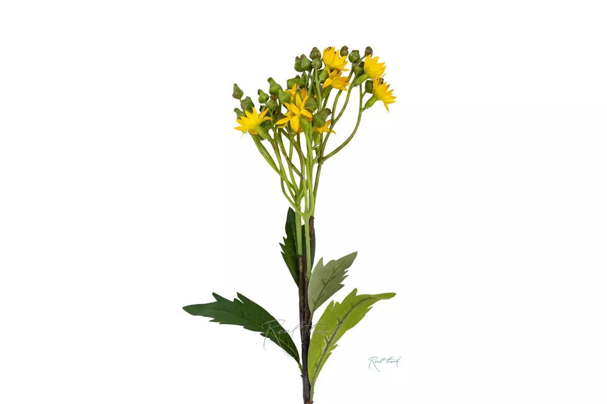 Крестовник весенний - Желтый