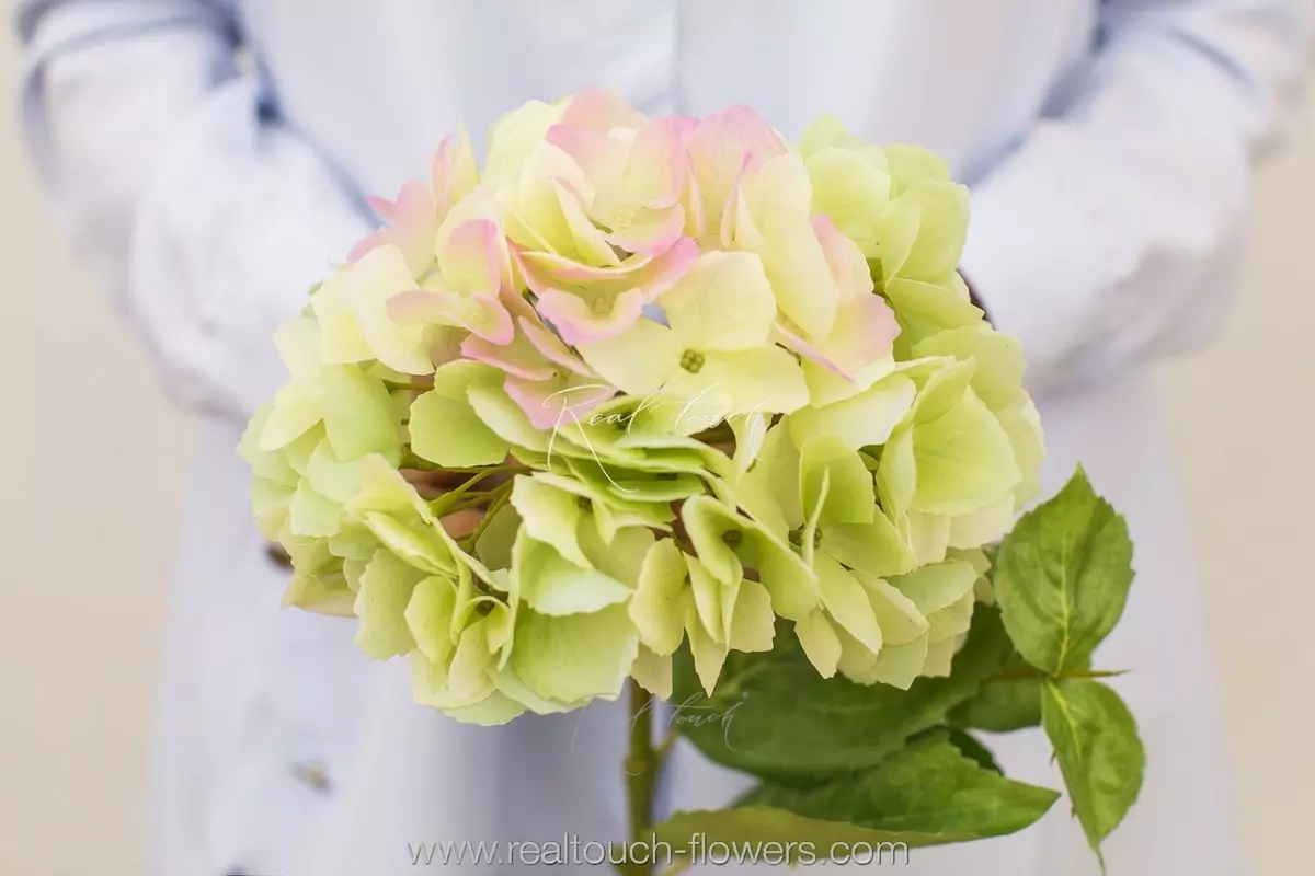 Гортензия с зубчиками соцветие (без стебля) - Зеленый