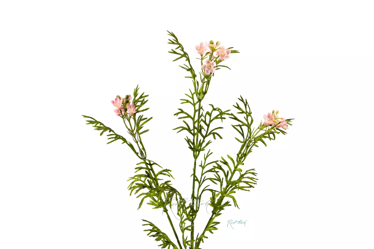 Лапчатка - Розовый