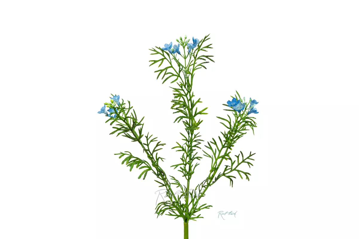 Лапчатка - Голубой Лапчатка - Голубой