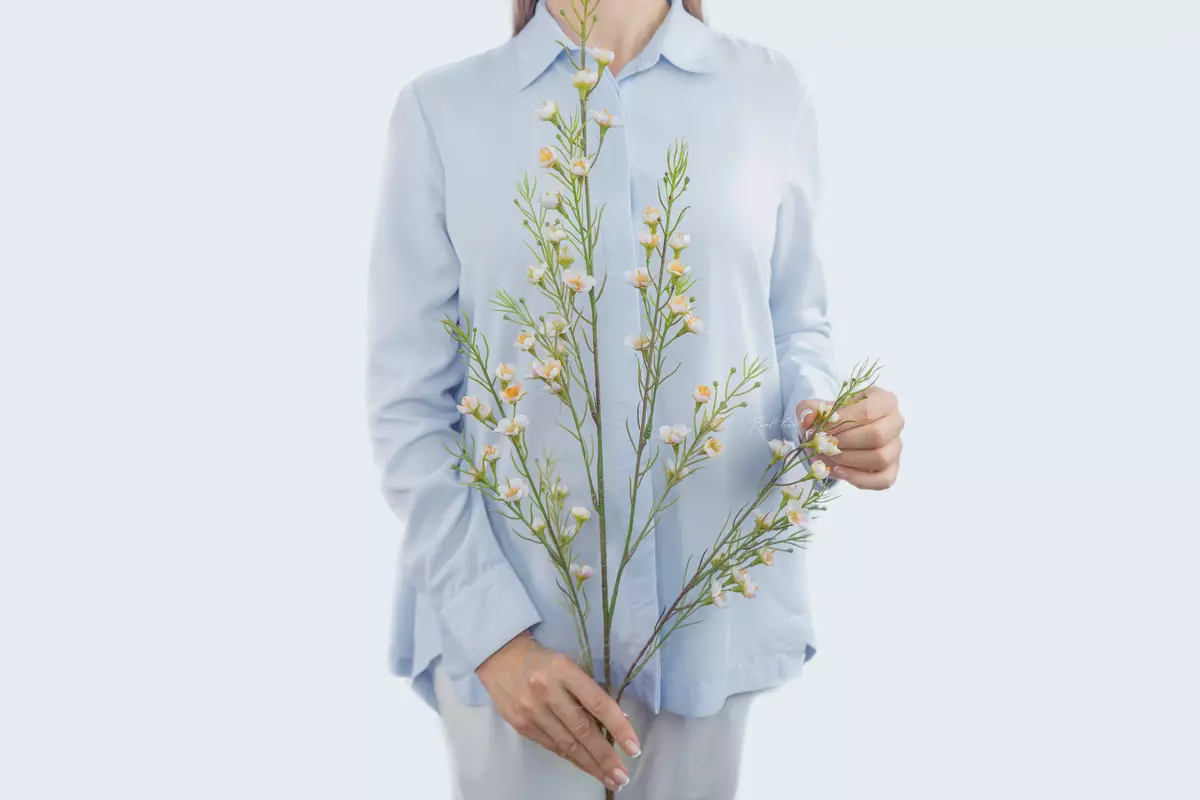 Хамелациум тонкий - Бело-розовый