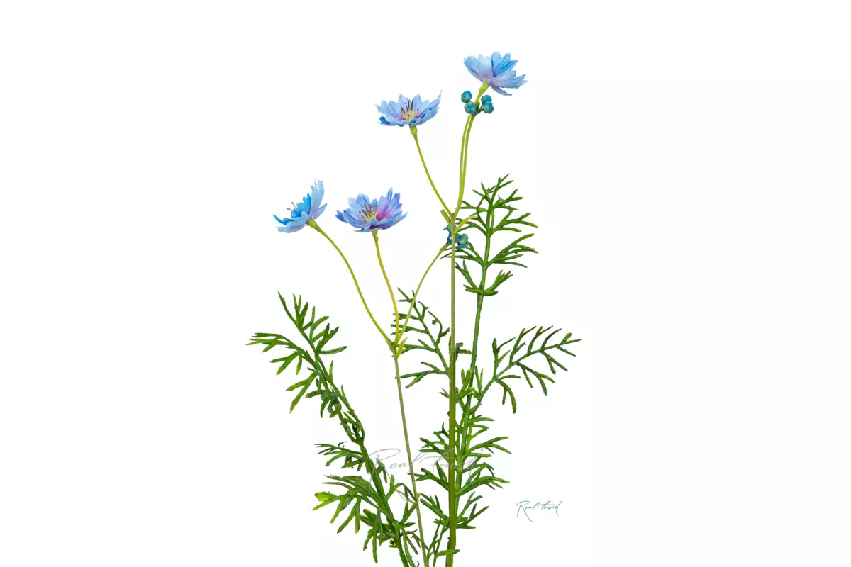 Цикорий - Голубой Цикорий - Голубой