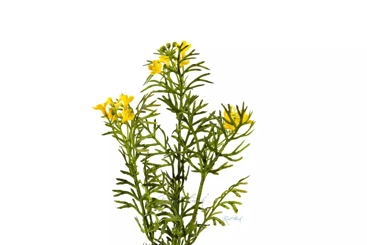 Лапчатка - Желтый