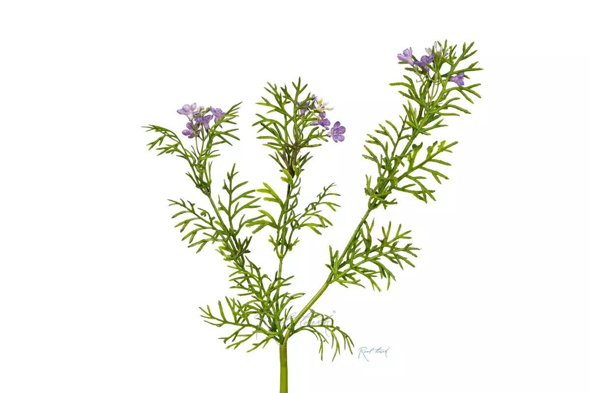 Лапчатка - Фиолетовый Лапчатка - Фиолетовый